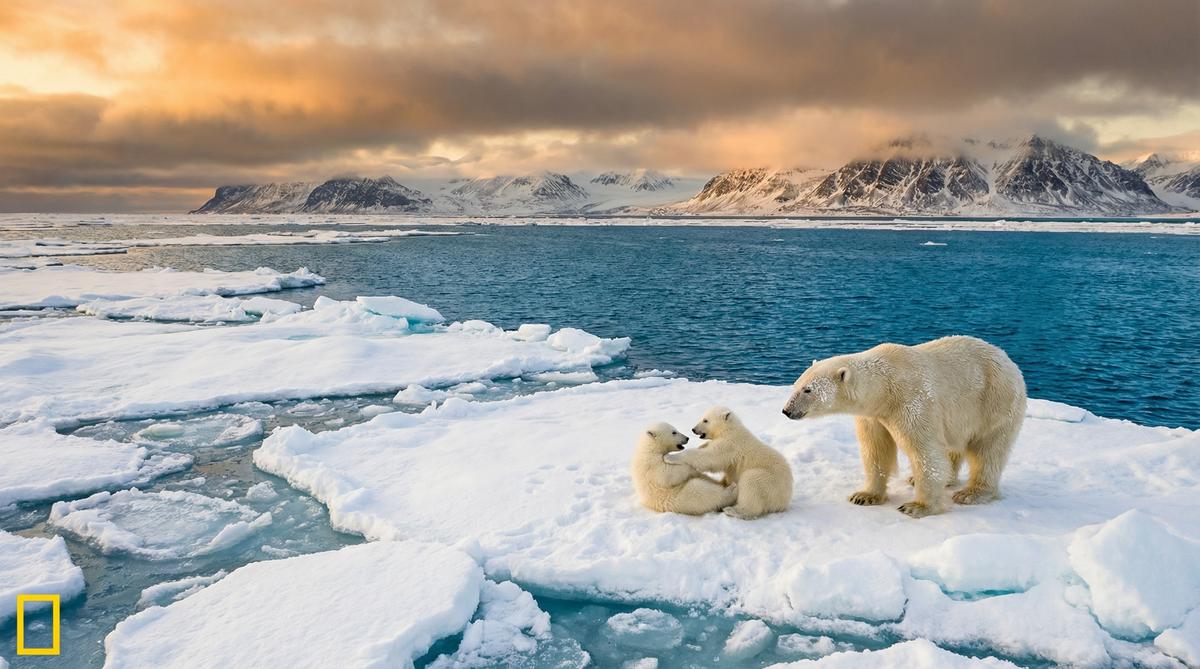 海角社区北极熊视频